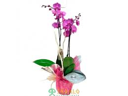 flores plantas orquidea